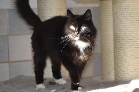 Vroni, female Mixed Breed Cat for adoption at Tierheim Parndorf