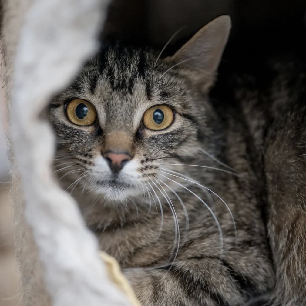 Pedro,  Mixed Breed Cat for adoption at Tierheim Pinzgau