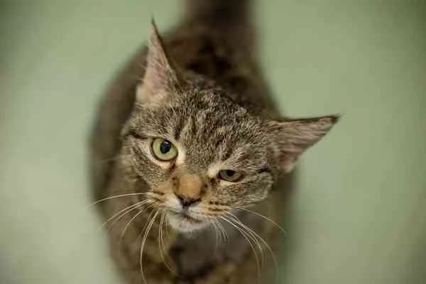 Agathe, female European Shorthair for adoption at Tierschutzverein St. Pölten, St. Pölten