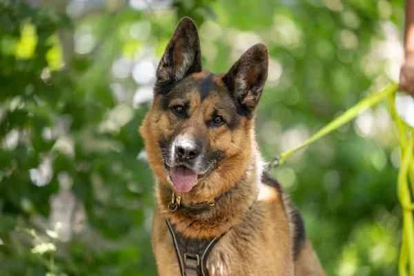 Ares, male 7yo German Shepherd for adoption at Tierschutzverein St. Pölten, St. Pölten