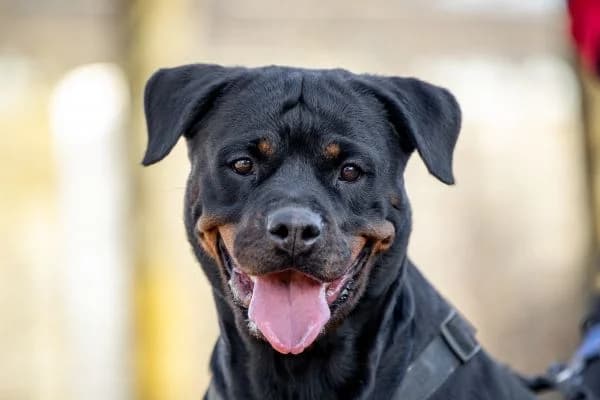 Athena, female 6yo Rottweiler for adoption at Tierschutzverein St. Pölten, St. Pölten