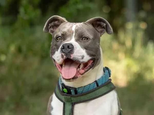 Balu, male young American Staffordshire Terrier for adoption at Tierschutzverein St. Pölten, St. Pölten