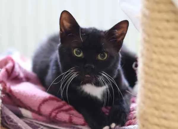 Barock, European Shorthair (Tierschutzverein St. Pölten)