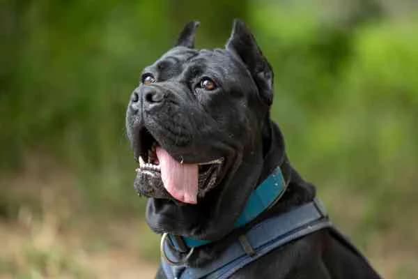 Chips, male 3yo Cane Corso for adoption at Tierschutzverein St. Pölten, St. Pölten
