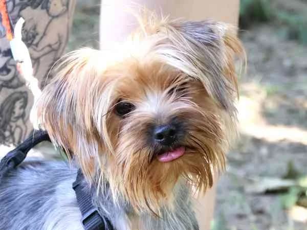 Elli, female young Yorkshire Terrier for adoption at Tierschutzverein St. Pölten, St. Pölten