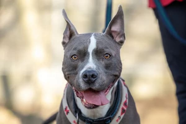 Joker, male 6yo American Staffordshire Terrier for adoption at Tierschutzverein St. Pölten, St. Pölten