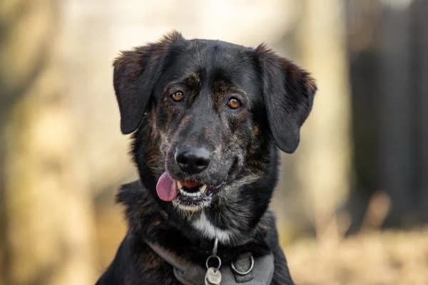 Lyra, female 3yo Mixed Breed for adoption at Tierschutzverein St. Pölten, St. Pölten
