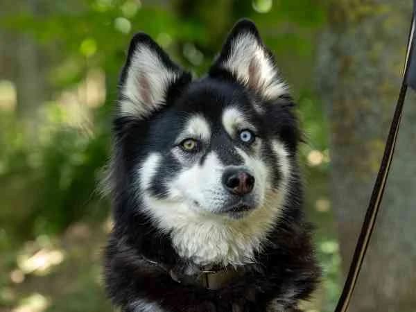 Maya, female 3yo mixed breed for adoption at Tierschutzverein St. Pölten, St. Pölten