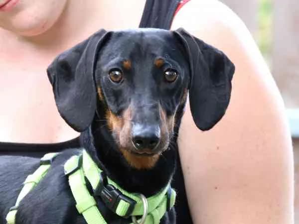 Milo, male puppy Dachshund for adoption at Tierschutzverein St. Pölten, St. Pölten