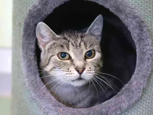 Mimi, female 3yo European Shorthair for adoption at Tierschutzverein St. Pölten, St. Pölten
