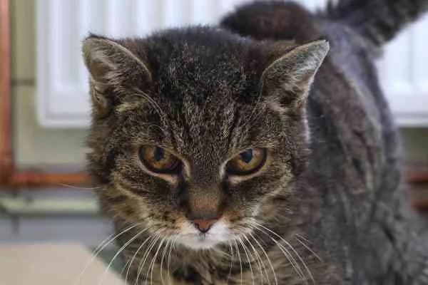 Netty, female senior European Shorthair for adoption at Tierschutzverein St. Pölten, St. Pölten