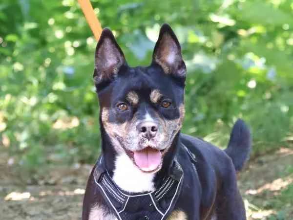 Polly, female 3yo Mixed Breed for adoption at Tierschutzverein St. Pölten, St. Pölten