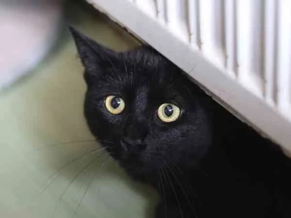 Steve, male European Shorthair for adoption at Tierschutzverein St. Pölten, St. Pölten