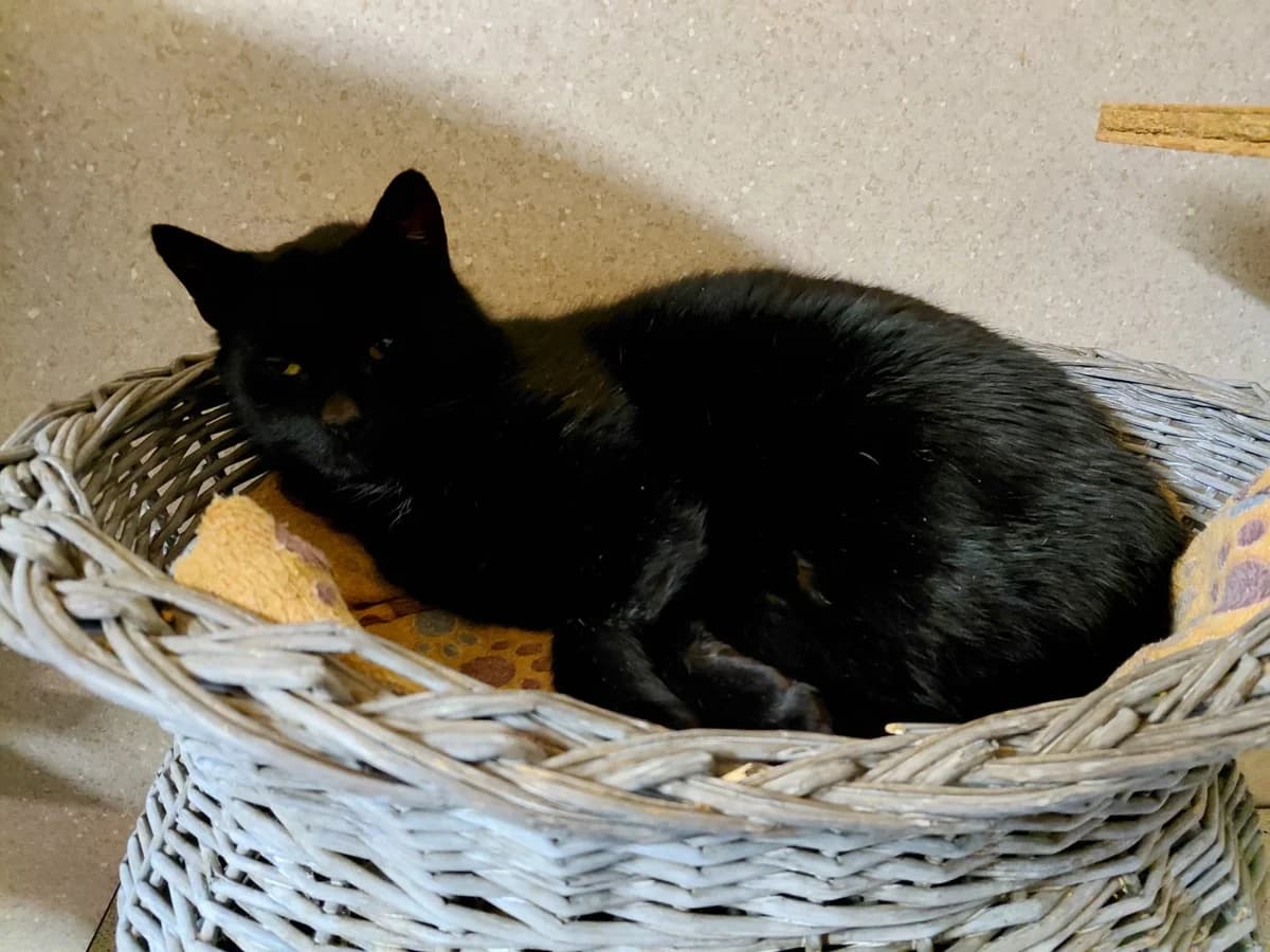 Blake, male Mixed Breed Cat for adoption at Tierheim Ternitz, Ternitz