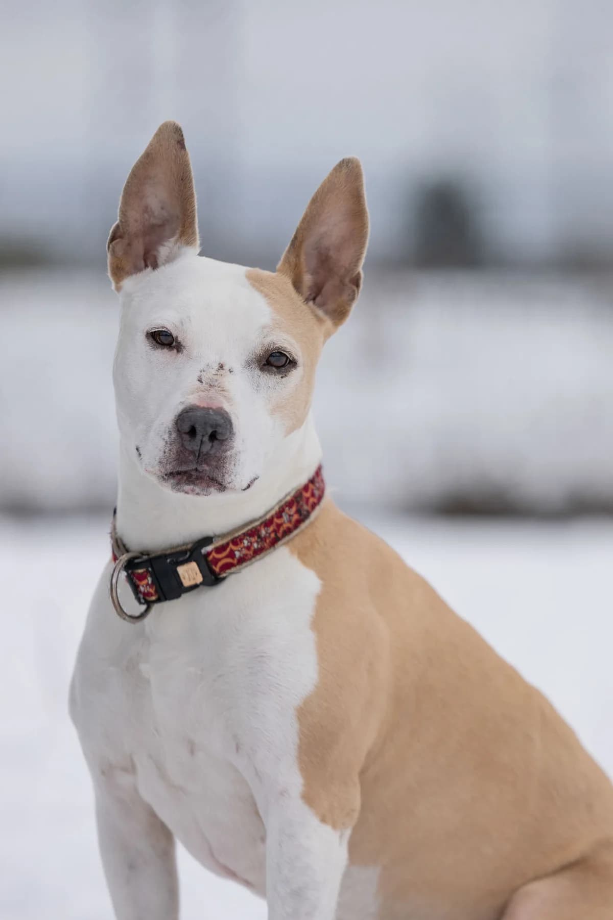 Gina, female 4yo Dogo Argentino for adoption at Tierheim Ternitz, Ternitz
