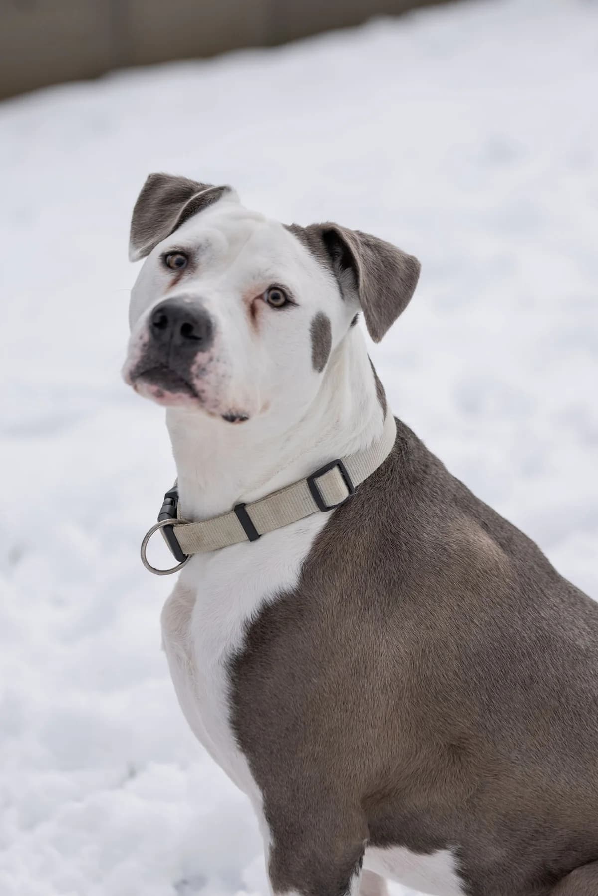Gina, female Dogo Argentino for adoption at Tierheim Ternitz, Ternitz