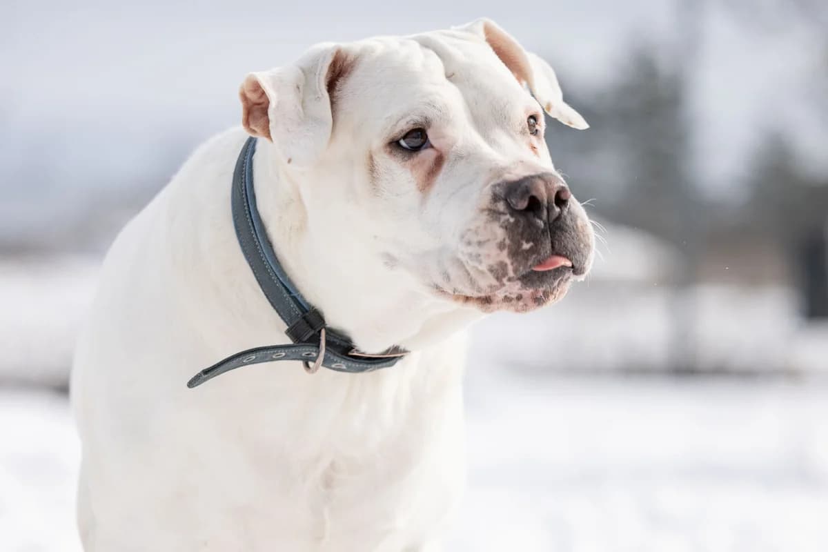 Gina, female 4yo Dogo Argentino for adoption at Tierheim Ternitz, Ternitz
