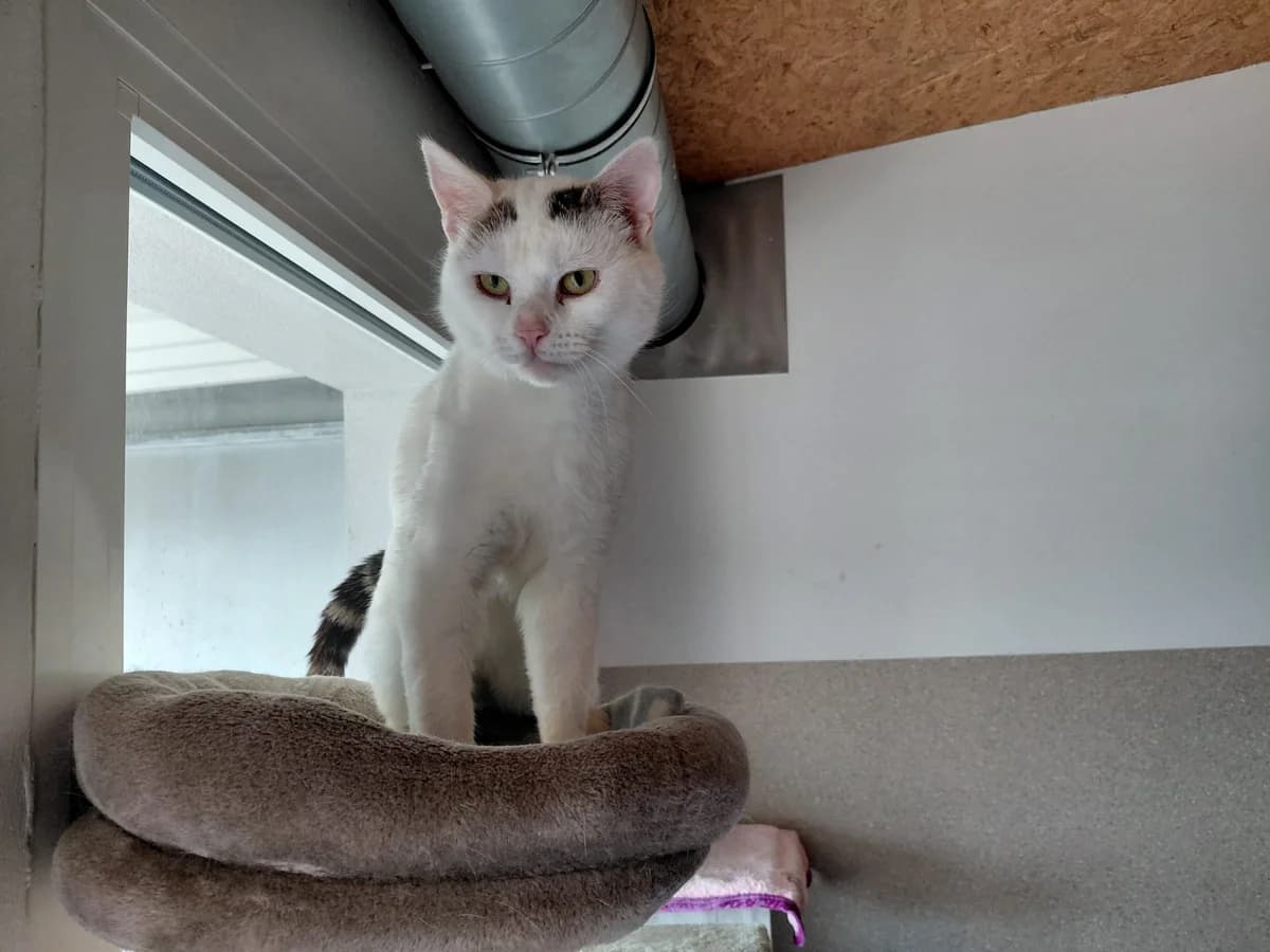 Pika – ist in seinem Zuhause angekommen, male young Mixed Breed Cat for adoption at Tierheim Ternitz, Ternitz