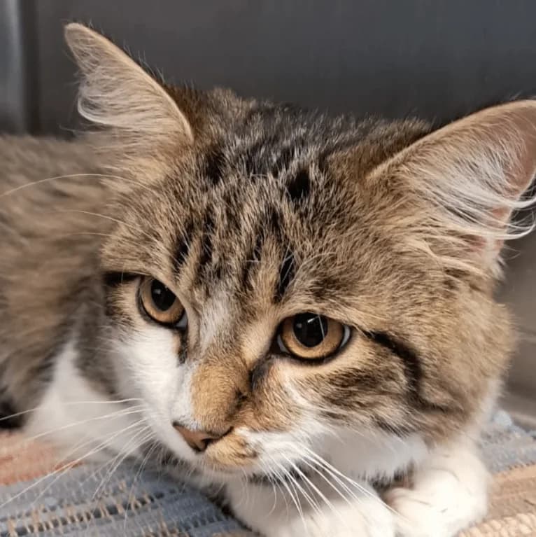 Alex, male puppy Mixed Breed Cat for adoption at Tierheim Theo, Theo