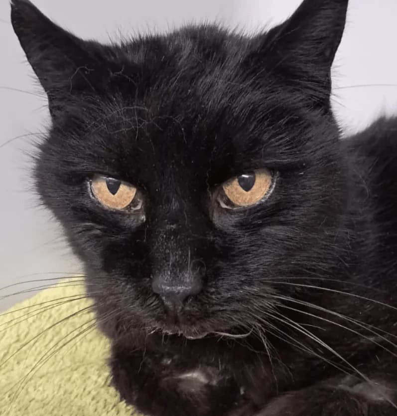 Bärli, male Mixed Breed Cat for adoption at Tierheim Theo, Theo