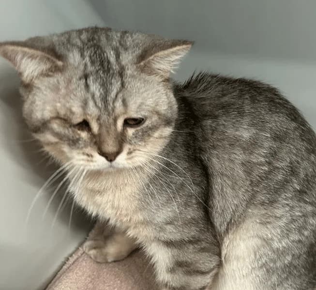 Balu, male puppy Mixed Breed Cat for adoption at Tierheim Theo, Theo