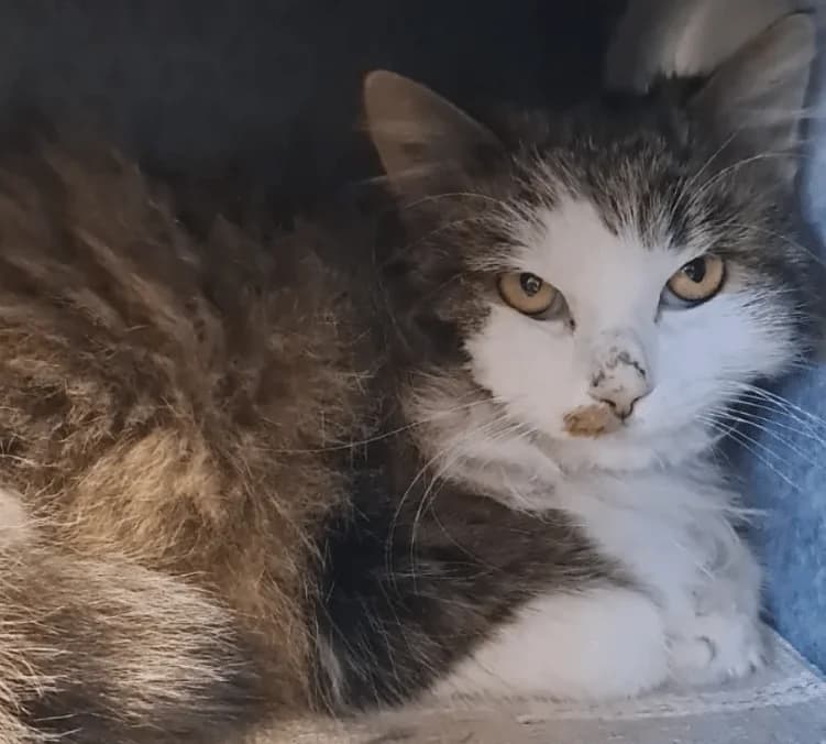 Berta, female young Mixed Breed Cat for adoption at Tierheim Theo, Theo