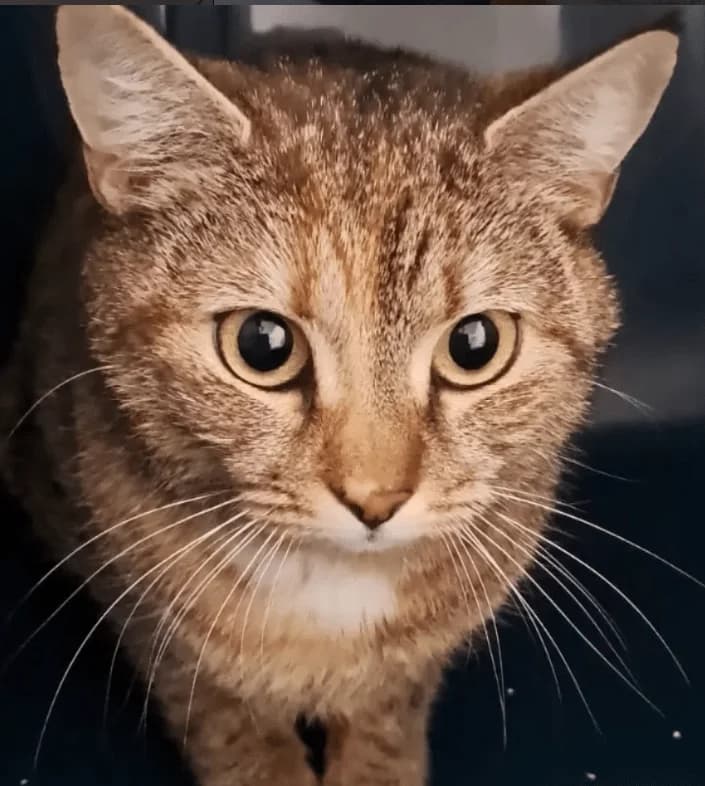 Betty, female puppy Mixed Breed Cat for adoption at Tierheim Theo, Theo