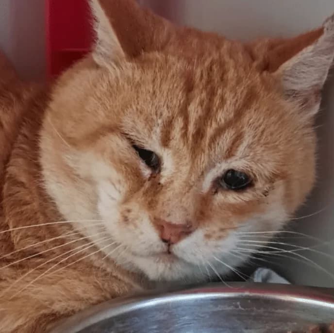 Carlo, male Mixed Breed Cat for adoption at Tierheim Theo, Theo