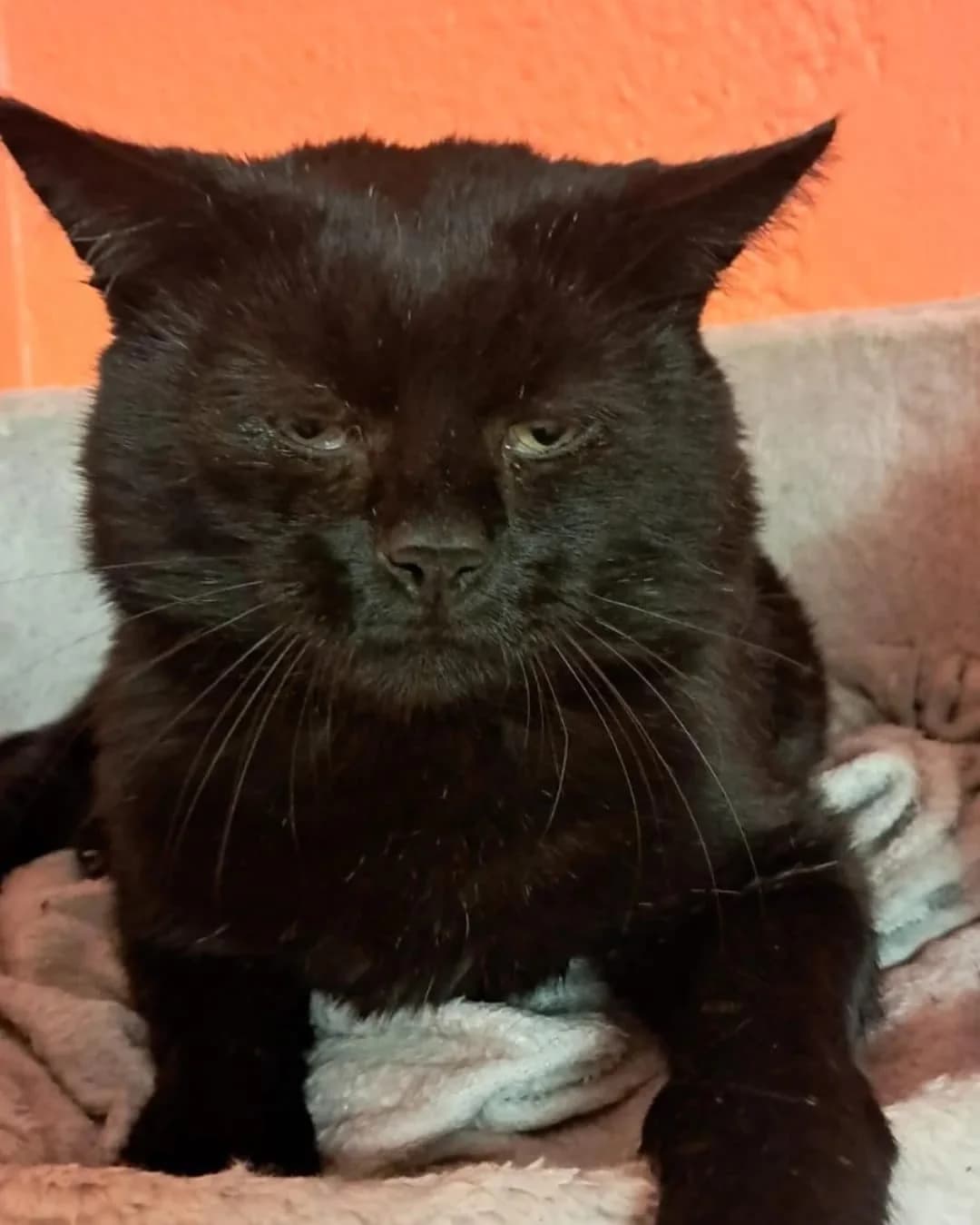 Claudio, male Mixed Breed Cat for adoption at Tierheim Theo, Theo