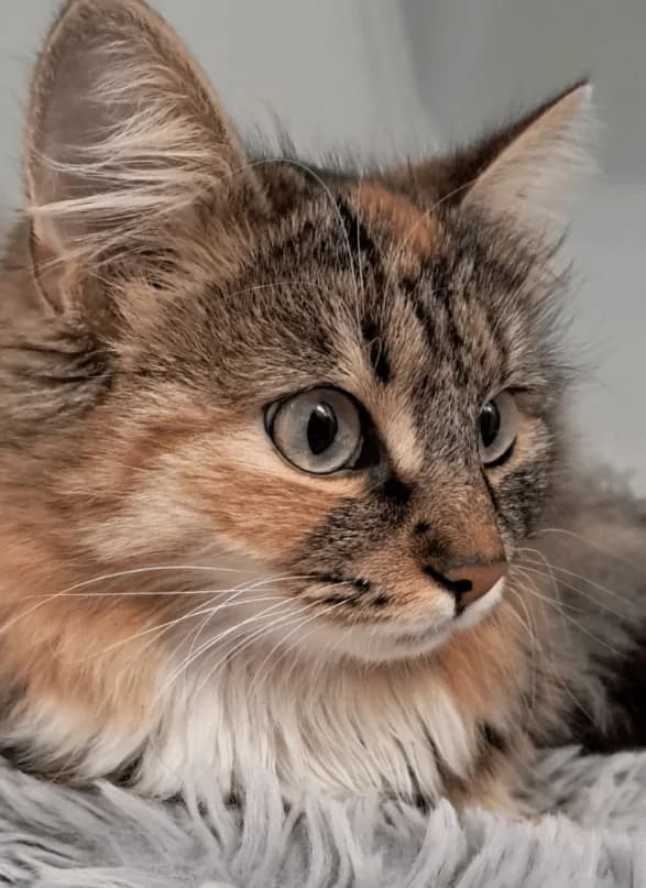 Elsa, female puppy Mixed Breed Cat for adoption at Tierheim Theo, Theo