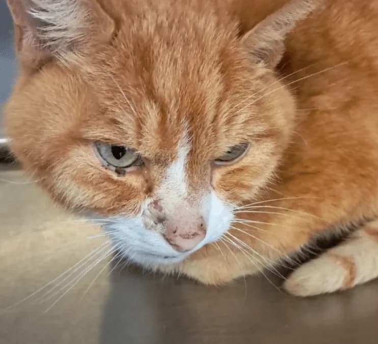 Erwin, male Mixed Breed Cat for adoption at Tierheim Theo, Theo