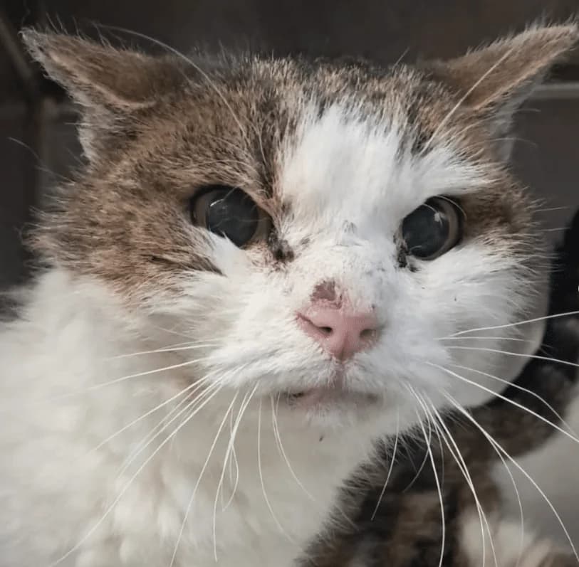 Franzi, male Mixed Breed Cat for adoption at Tierheim Theo, Theo