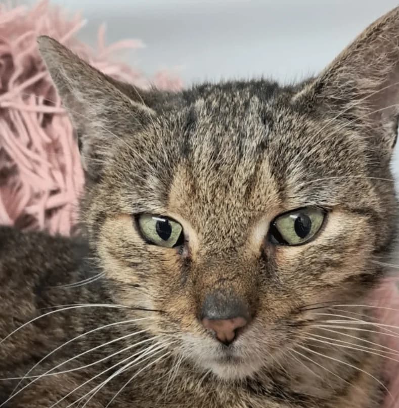 Frieda, female puppy Mixed Breed Cat for adoption at Tierheim Theo, Theo