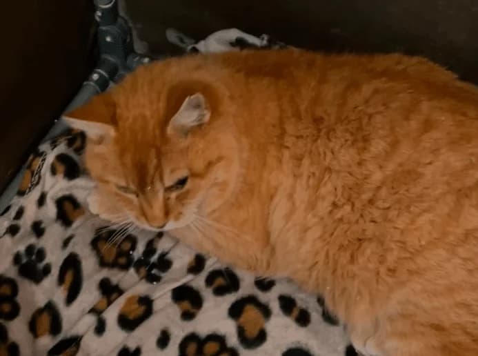 Gustav, male senior Mixed Breed Cat for adoption at Tierheim Theo, Theo