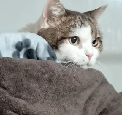 Hera, female 6yo Mixed Breed Cat for adoption at Tierheim Theo, Theo