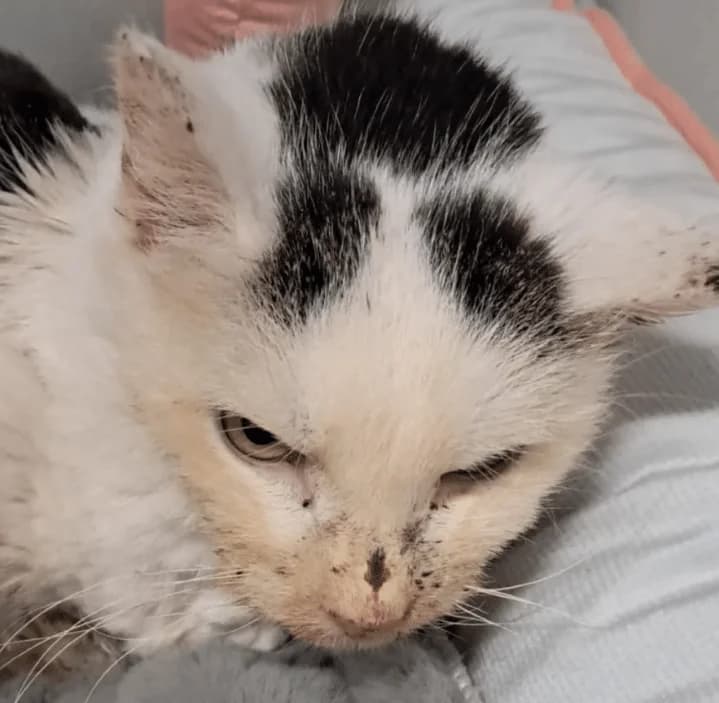 Jonathan, male Mixed Breed Cat for adoption at Tierheim Theo, Theo