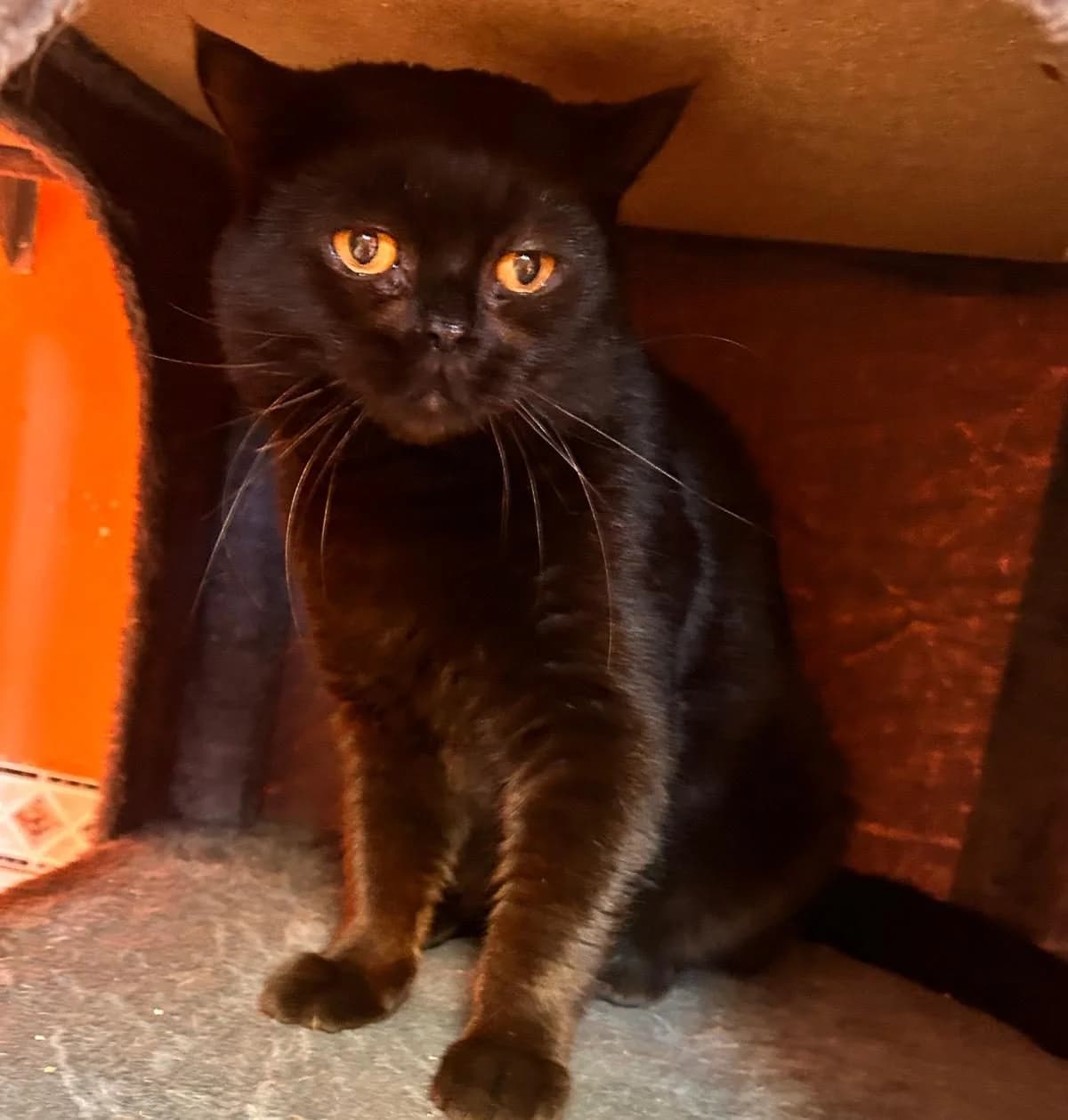Karim, male young Mixed Breed Cat for adoption at Tierheim Theo, Theo