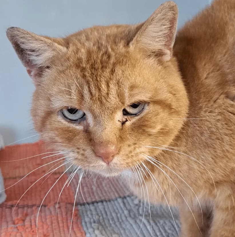 Kasimir, male Mixed Breed Cat for adoption at Tierheim Theo, Theo