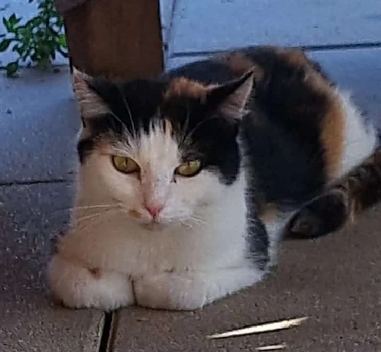 Kessi, female young Mixed Breed Cat for adoption at Tierheim Theo, Theo