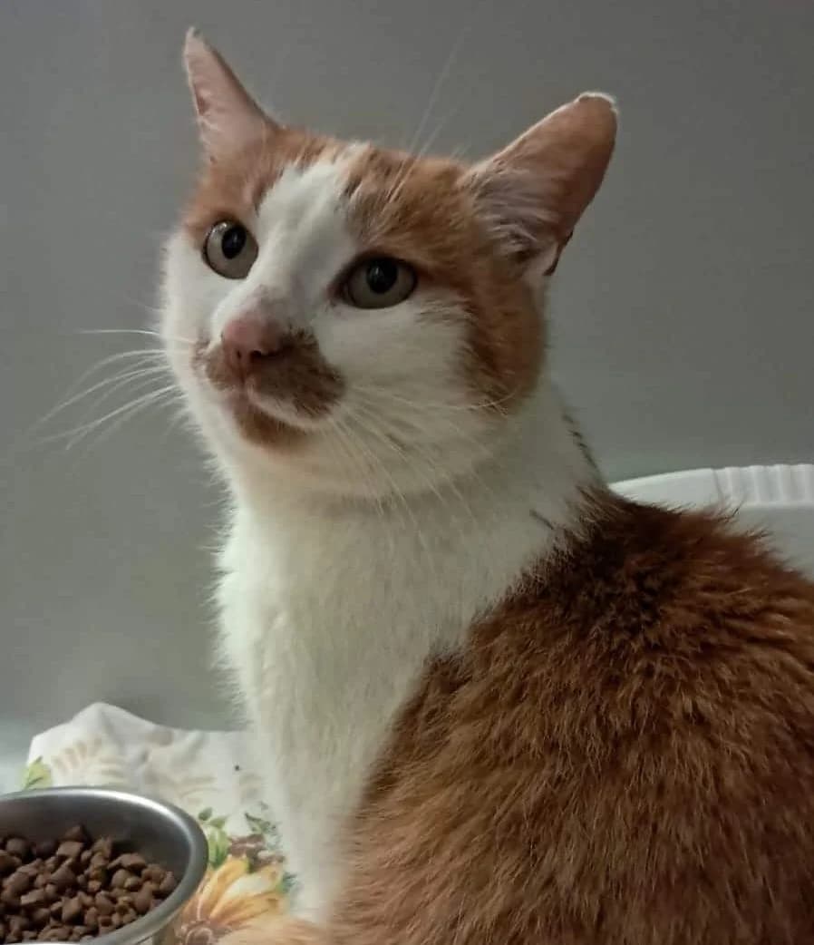 Lea,  Mixed Breed Cat for adoption at Tierheim Theo, Theo