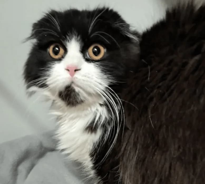 Lucy, female puppy Mixed Breed Cat for adoption at Tierheim Theo, Theo