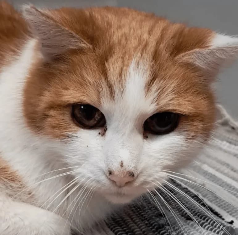 Luki, male Mixed Breed Cat for adoption at Tierheim Theo, Theo