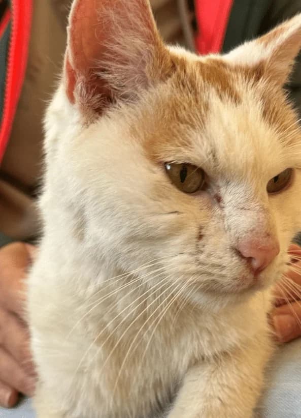 Marlon, male senior Mixed Breed Cat for adoption at Tierheim Theo, Theo
