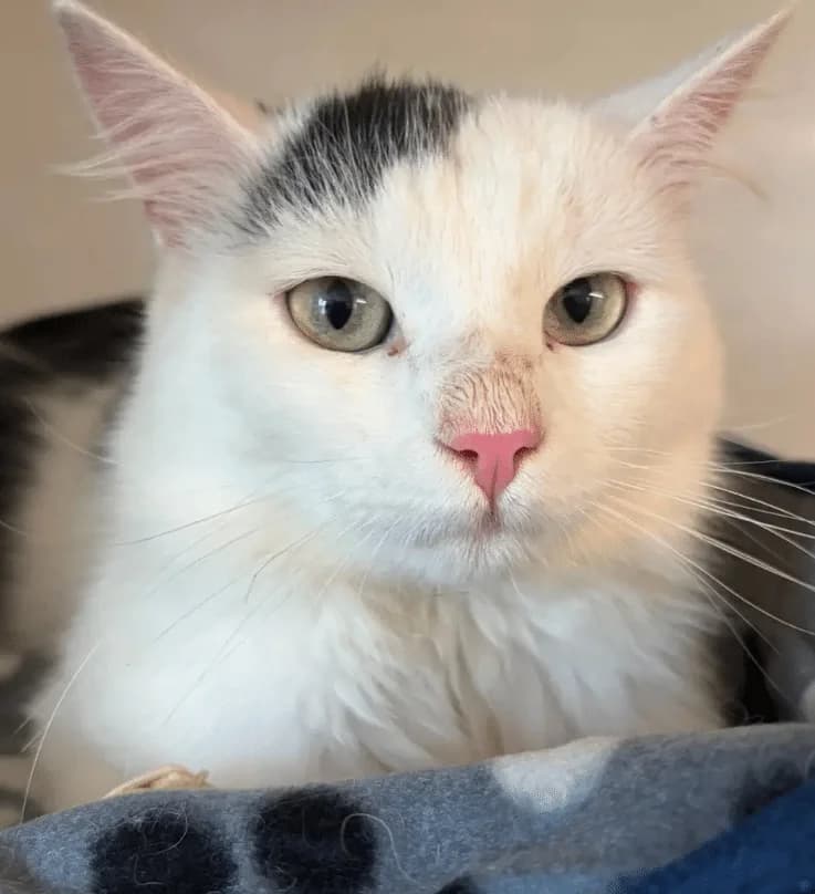 Niklas,  Mixed Breed Cat for adoption at Tierheim Theo, Theo