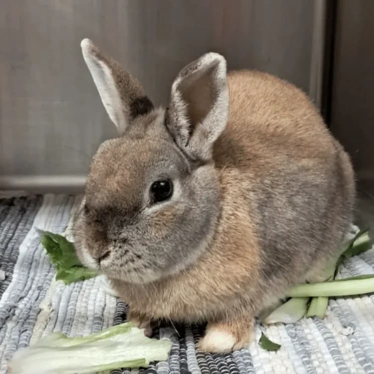 Olafine, female Mixed Breed for adoption at Tierheim Theo, Theo