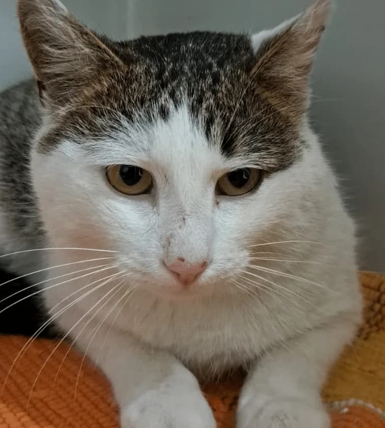 Pablo, male young Mixed Breed Cat for adoption at Tierheim Theo, Theo