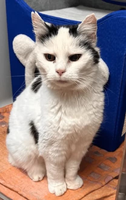Penelope, female puppy Mixed Breed Cat for adoption at Tierheim Theo, Theo