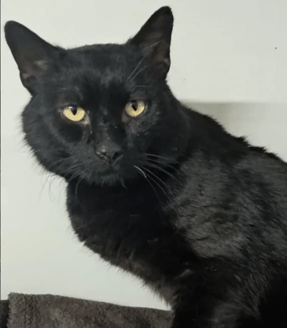 Robbi, male Mixed Breed Cat for adoption at Tierheim Theo, Theo