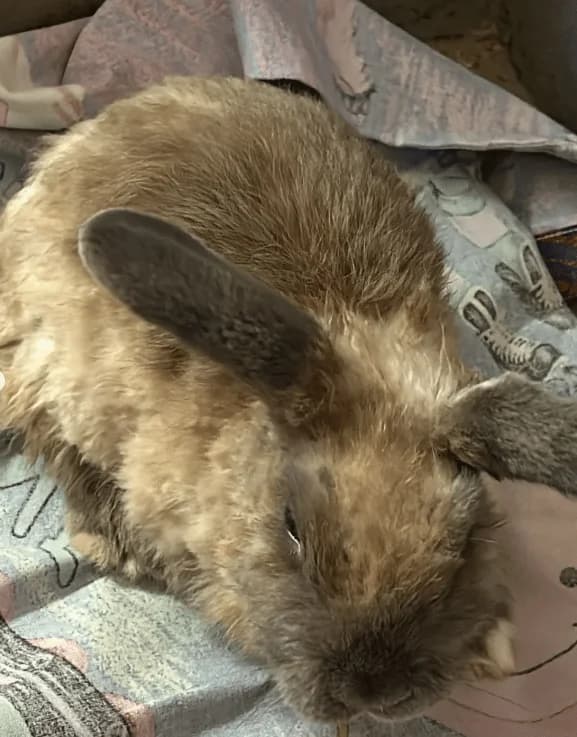 Roger Rabbit, male Mixed Breed Cat for adoption at Tierheim Theo, Theo