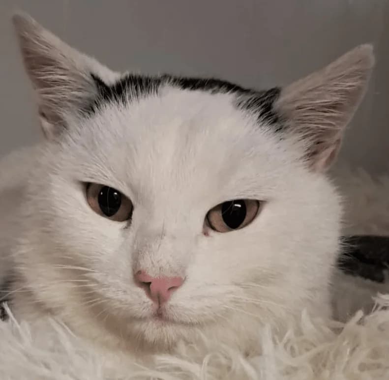 Rudolf, male Mixed Breed Cat for adoption at Tierheim Theo, Theo